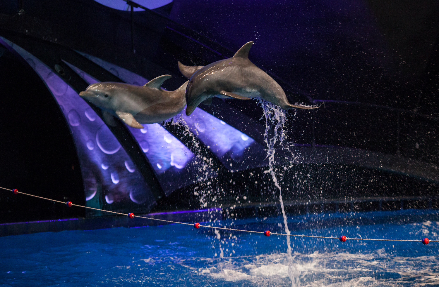 Ayrton Domino and Bora Fixtures Light Up New “Dolphins in Depth” Show